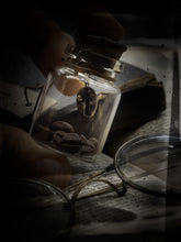 Load image into Gallery viewer, Coffea Arabica - Coffee Bean Charm II.
